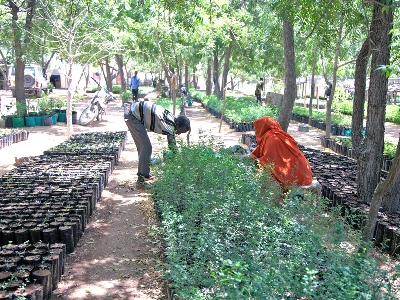 Nursery Tree Planting program in Daadab